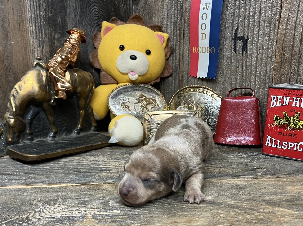 Isabella Dapple Dachshund Puppy