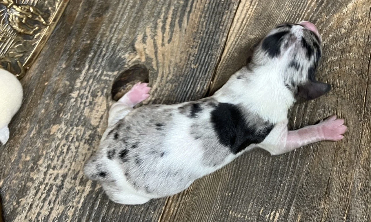 Miniature Dachshund Silver Dapple