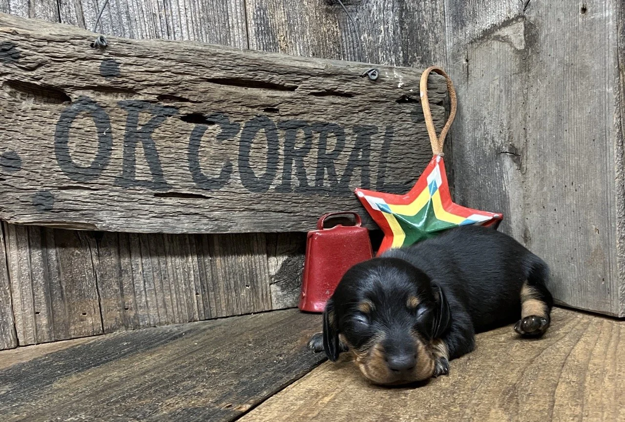 AKC Miniature Dachshund Female Girl
