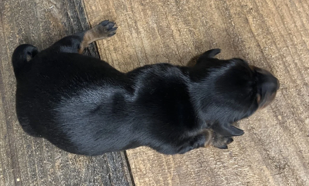Classic Black & Tan Mini Dachshund Puppy Good Dog