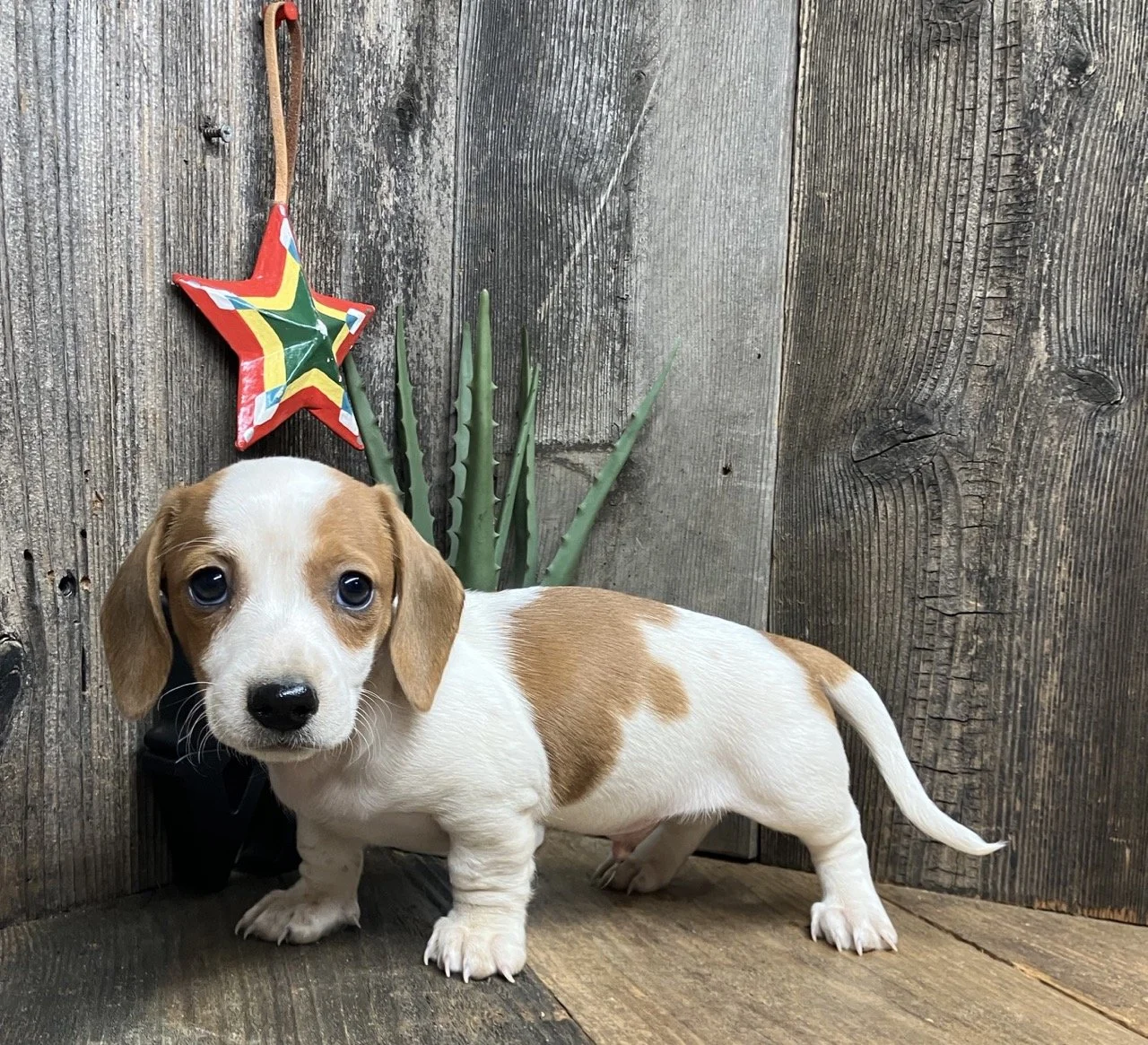 Smooth Coat Mini Wiener Dog Puppy Breeder in California Good Dog