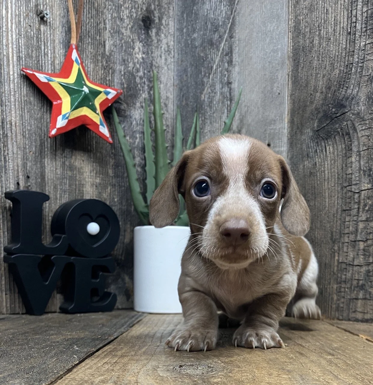 Chocolate Dapple Merle Piebald Mini Dachshund Marin California Breeder