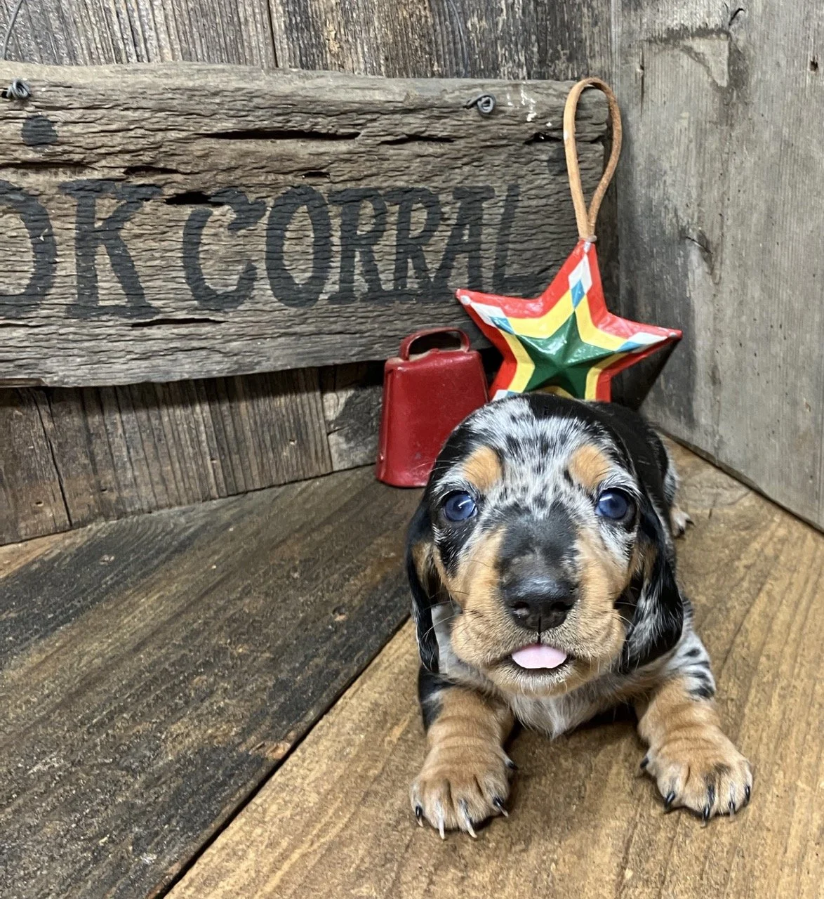 Mini Doxie dapple puppies with blue eye
