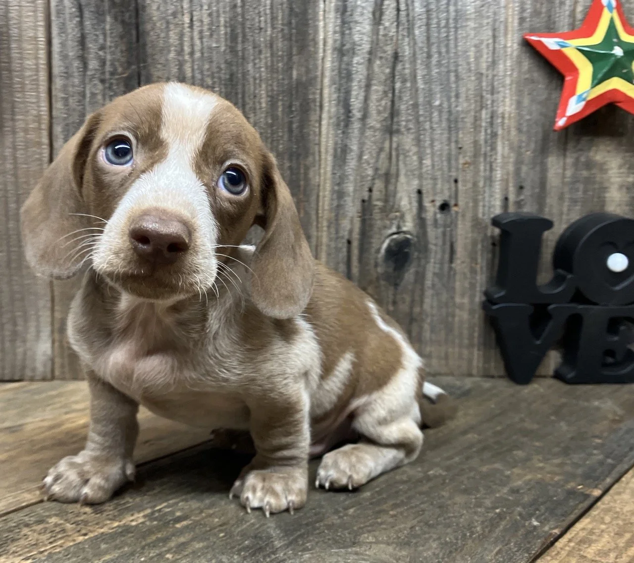 Good Dog Miniature Dachshund Breeder Northern California