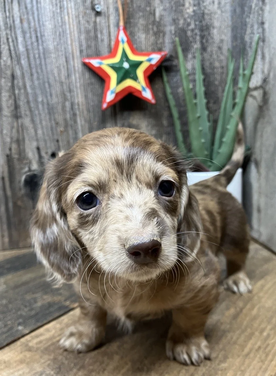 Long Coat Dapple Miniature Dachshund Puppy Dog Breeder Marin Sacramento Northern California