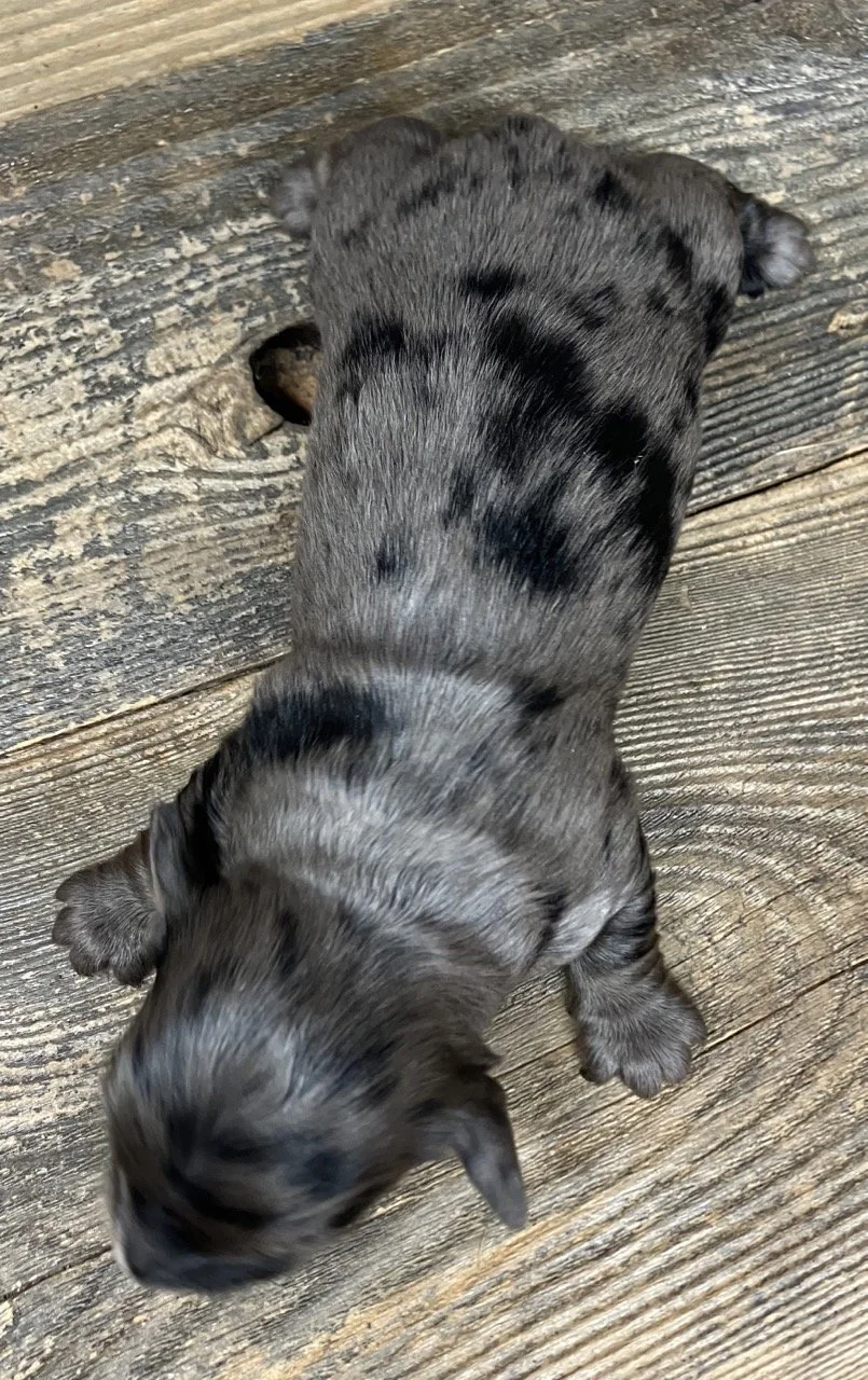 Silver Dapple Merle Mini Dachshund Puppies