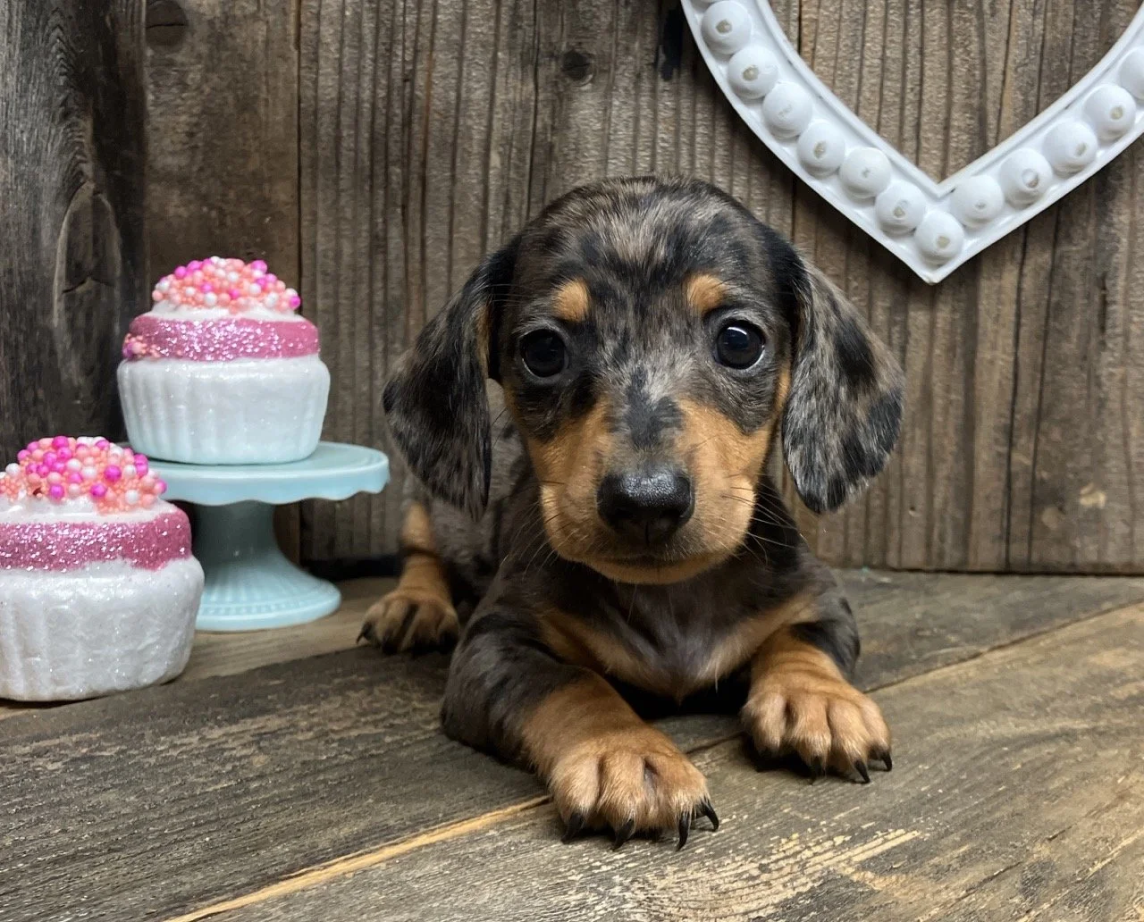 Silver Dapple Mini Dachshund Puppy Northern California