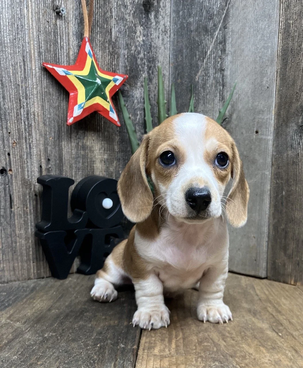 Good Dog Puppies Puppy Mini Wiener Dog