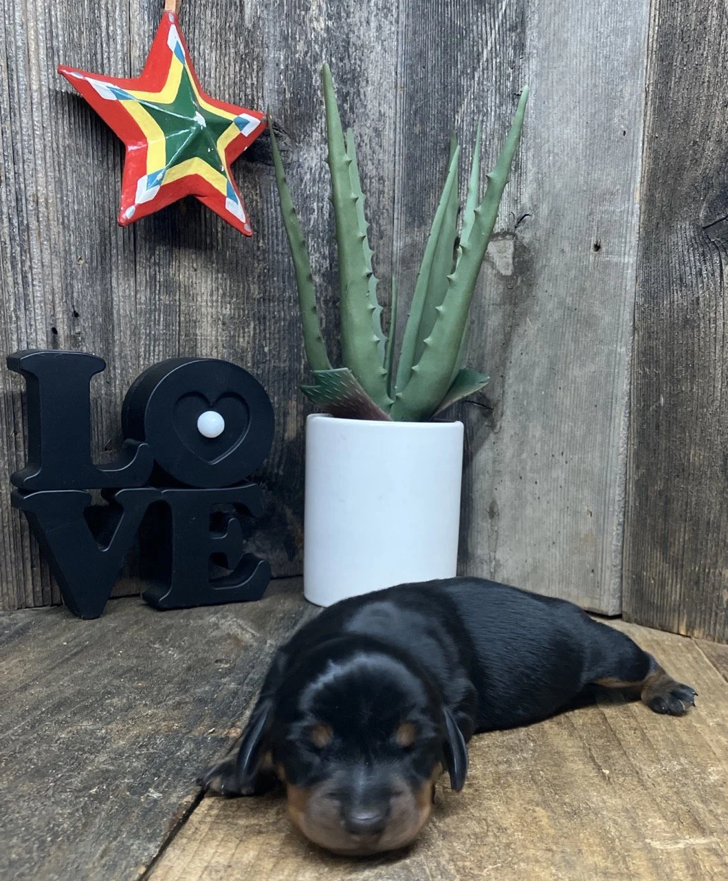 Classic Black and Tan Miniature Dachshund Puppy Breeder Northern California Good Dog