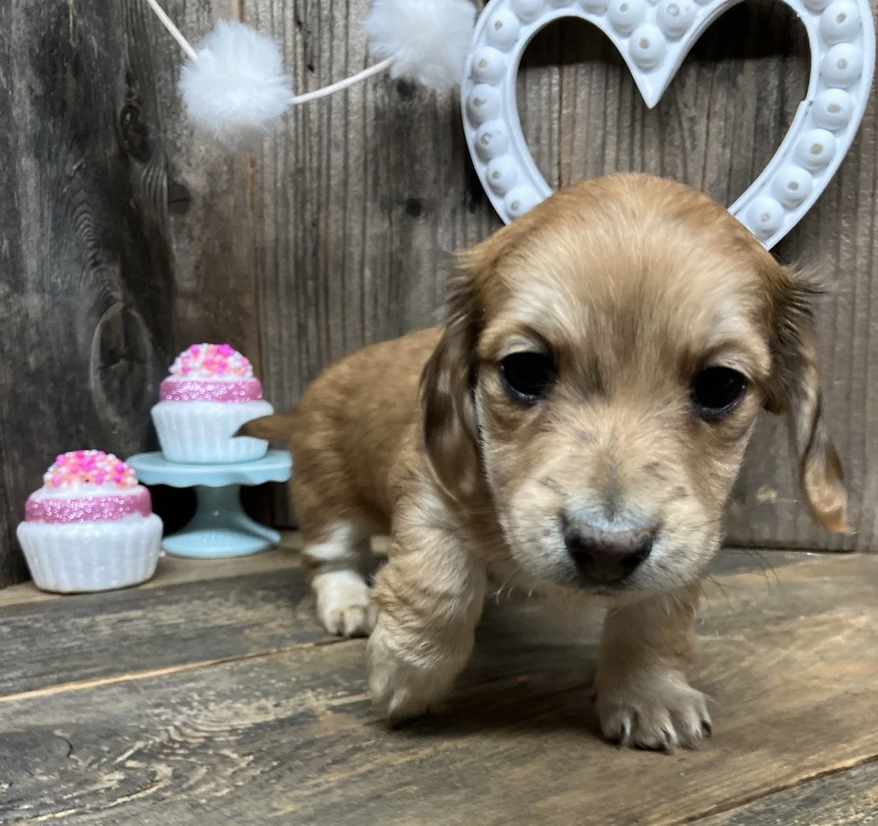 Cream Dapple Long Coat Mini Dachshund Puppy