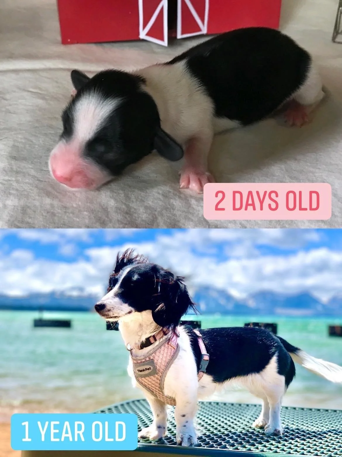 Click the photo to see Scout on her instagram page!! @goscoutabout