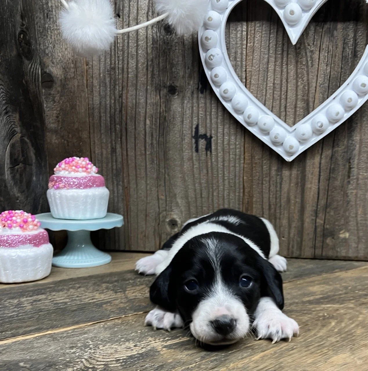 Black and White Piebald Mini Dachshund Puppy Dog