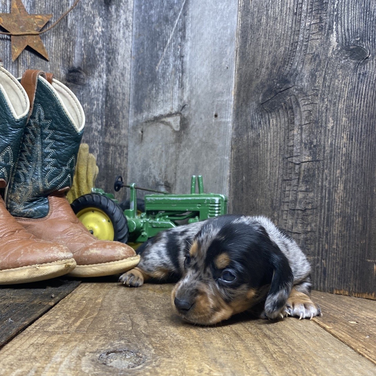 roxyclarabelle032623a.jpg