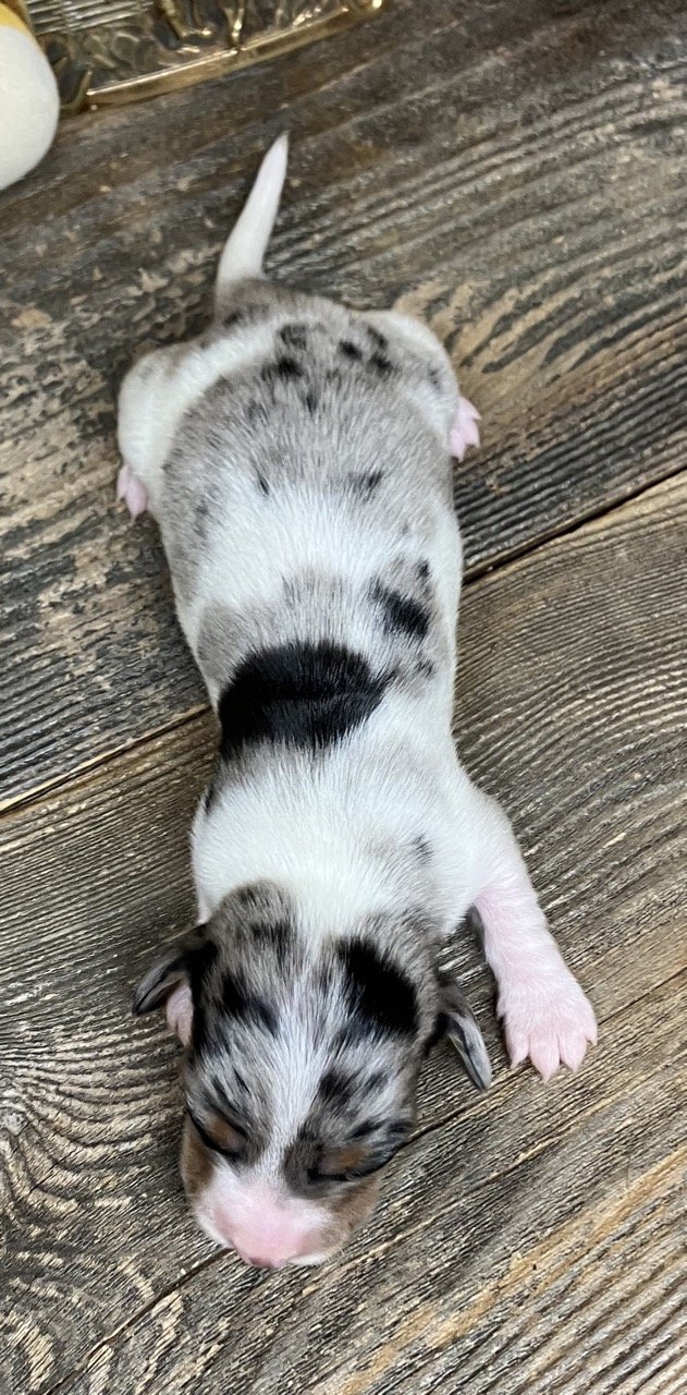 Dapple Mini Dachshund Puppy