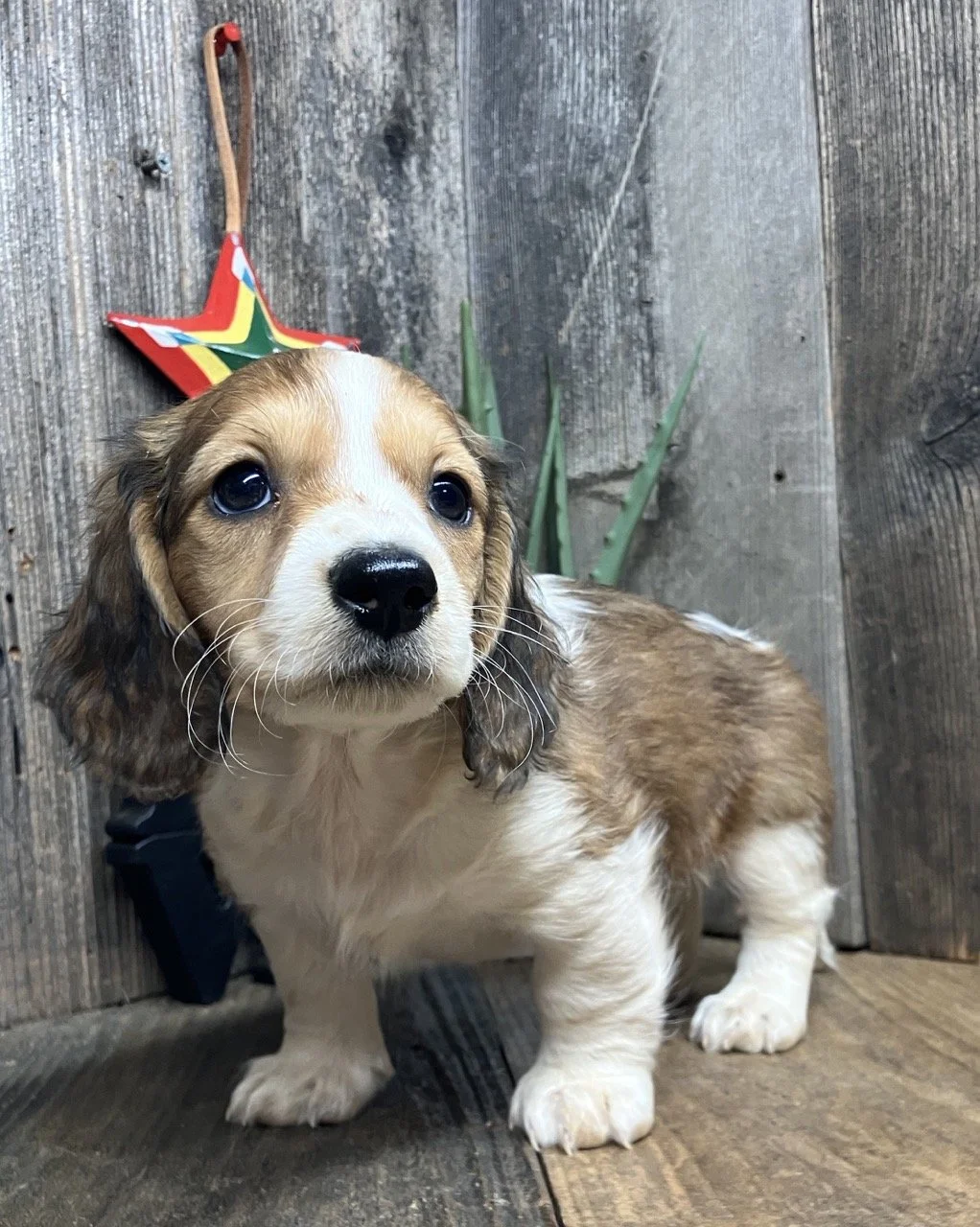 Long Coat Mini Dachshund Dog Breeder Susanville California Reno Nevada