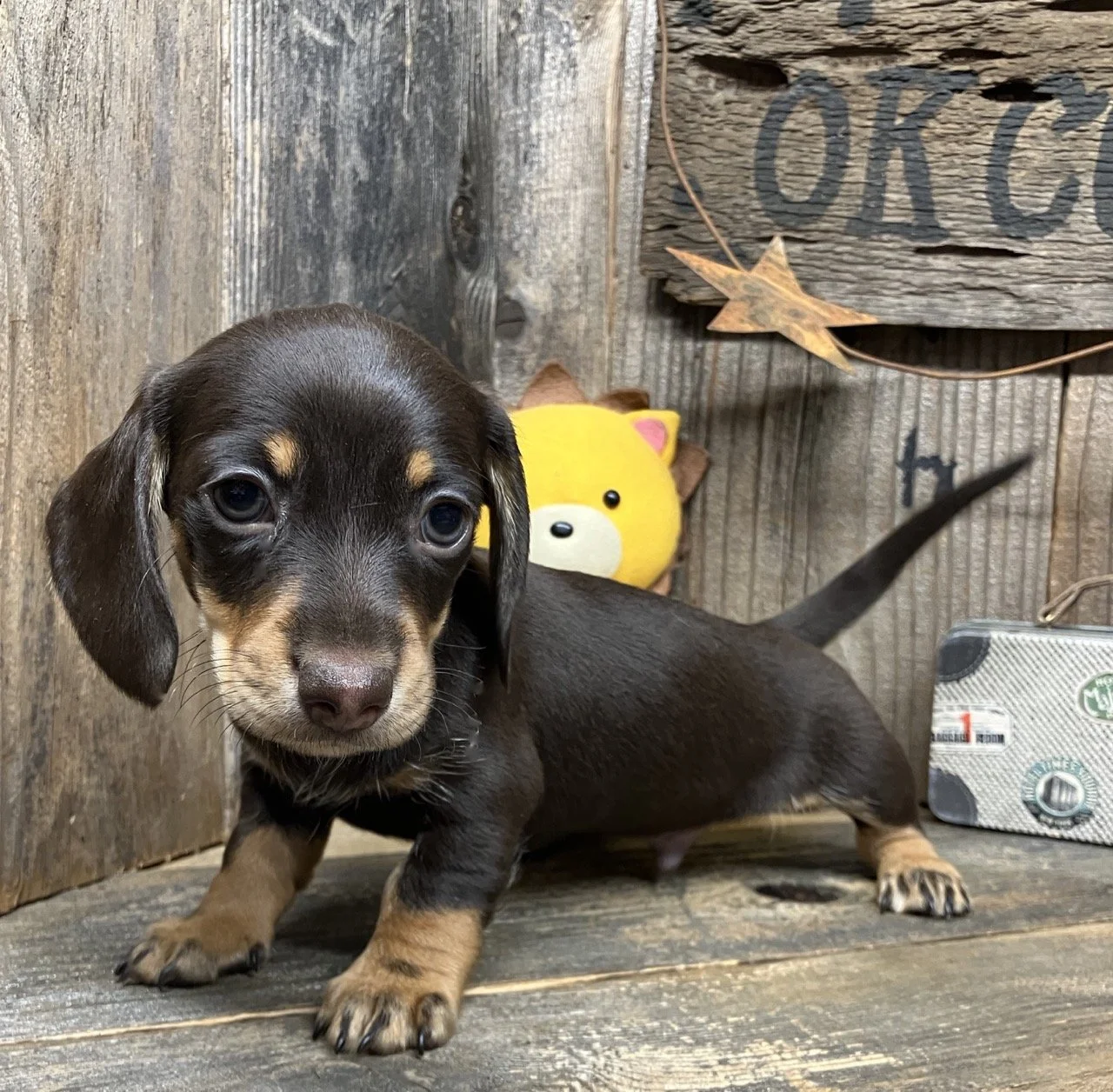 Smooth Coat Chocolate Cream Mini Dachshund Puppy Dog Breeder