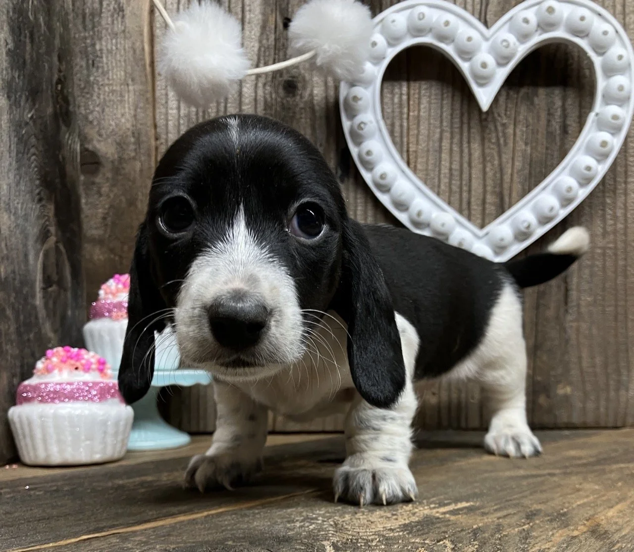 Miniature Dachshund Rare Black Piebald Northern California