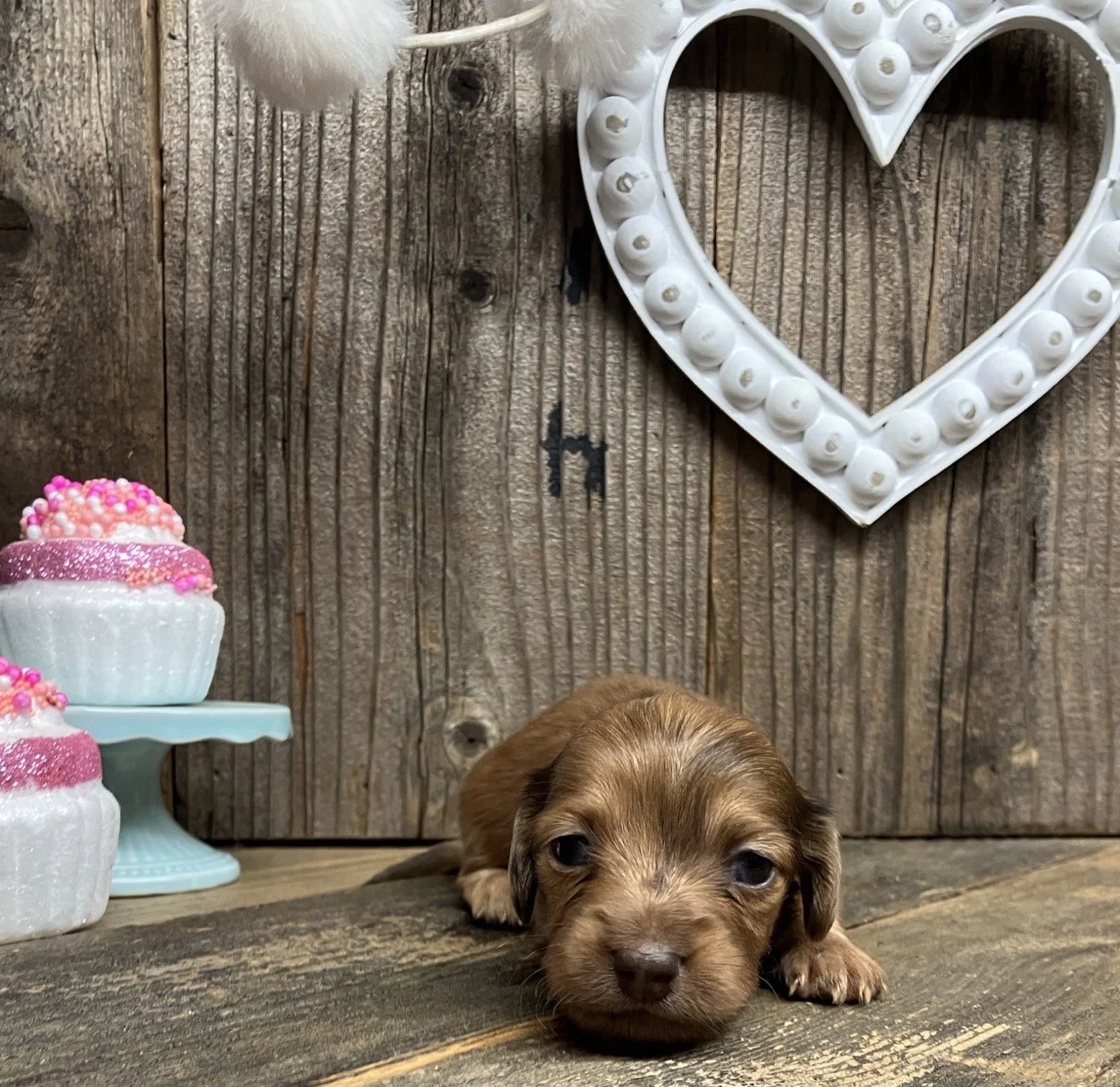 GoodDog Dapple Dachshund Pup