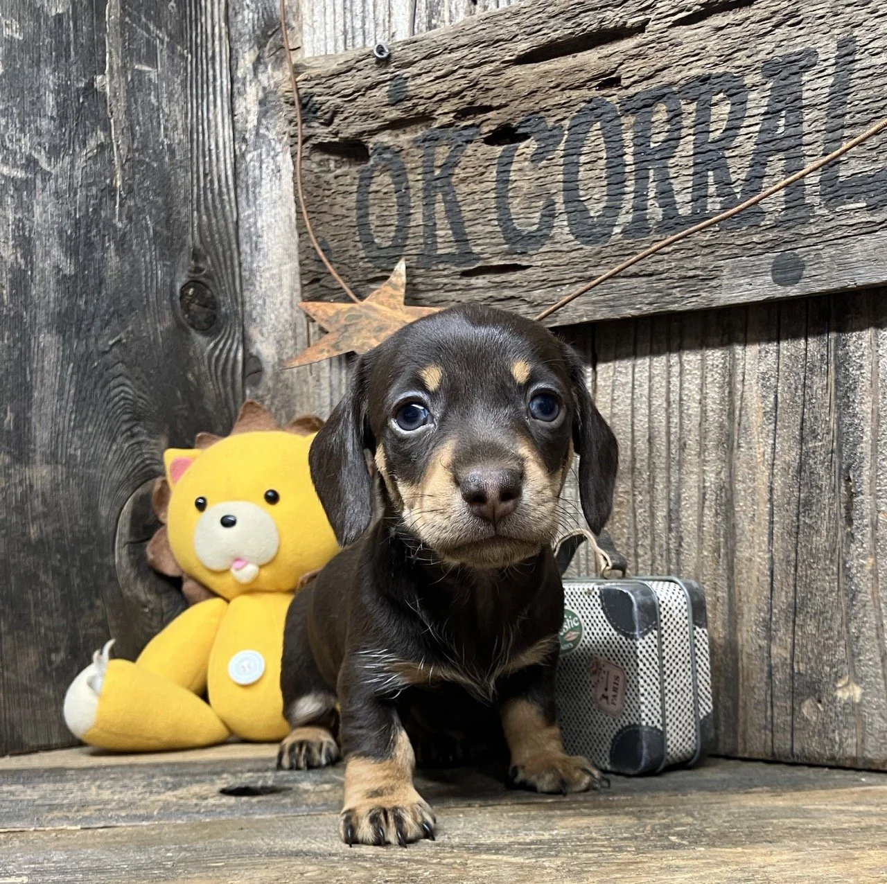 Chocolate Cream Mini Dachshund Puppies Puppy