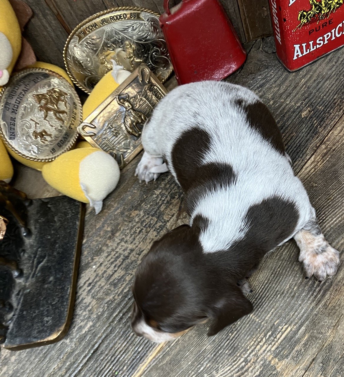 Mini Dachshund Piebald Puppy with Ticking