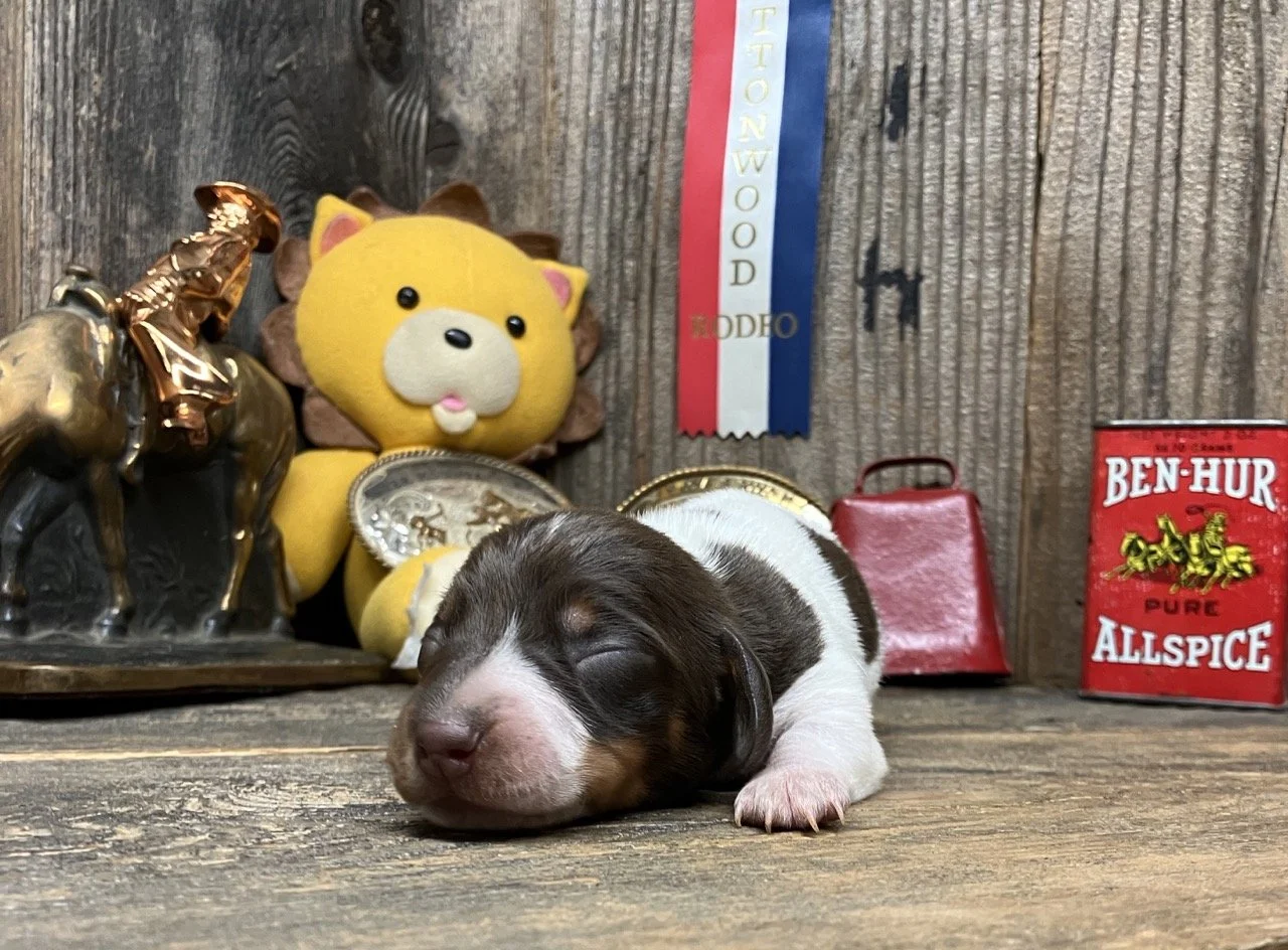 piebald miniature dachshund puppies