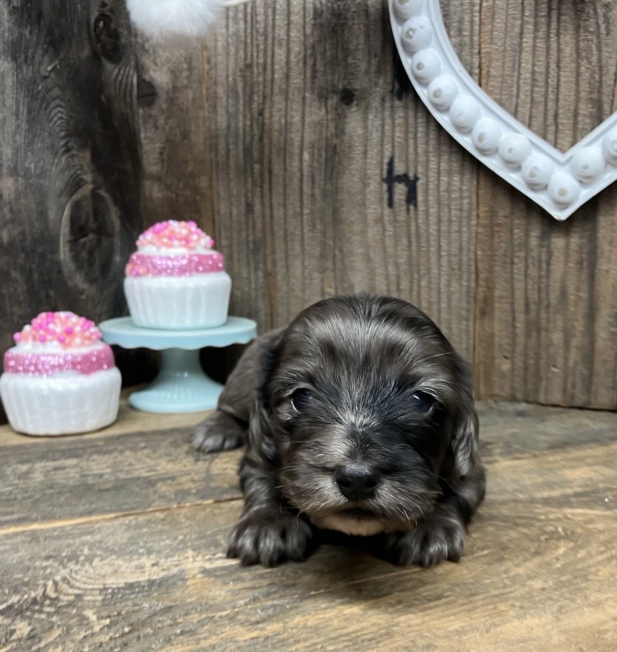 Silver Dapple Long Hair Miniature Dachshund Puppy Dog
