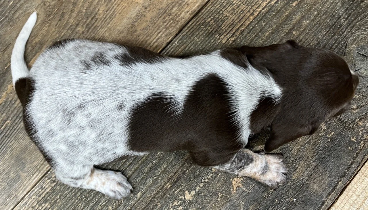 Chocolate and Tan Miniature Dachshund in California