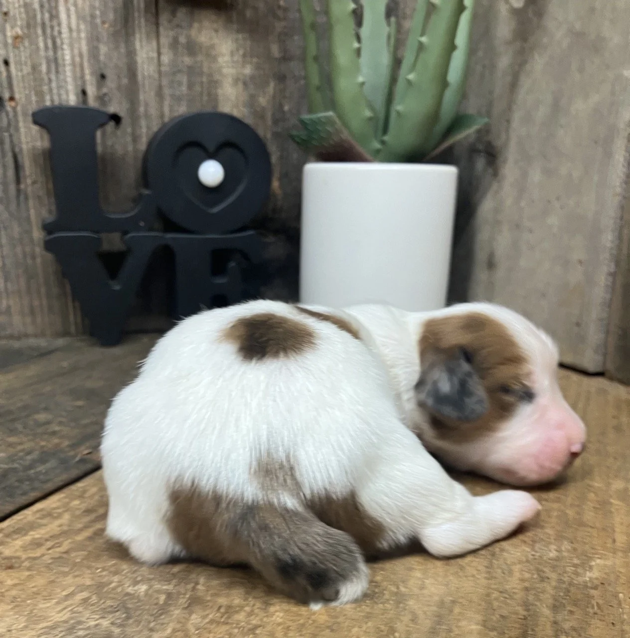 Piebald Spotted Dachshund Puppy