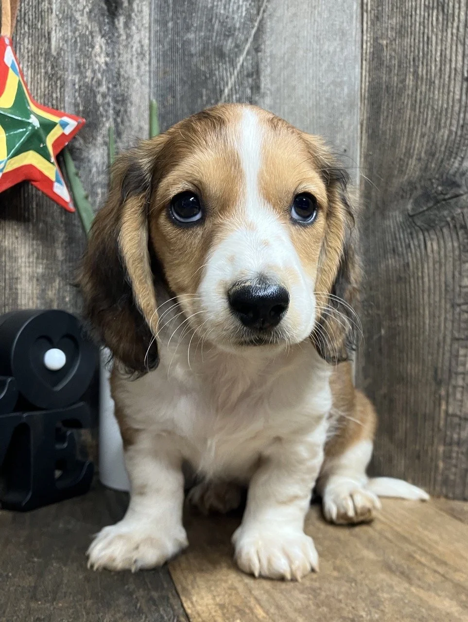Mini Dachshund Breeder Nevada Northern California Marin Sacramento Reno Tahoe