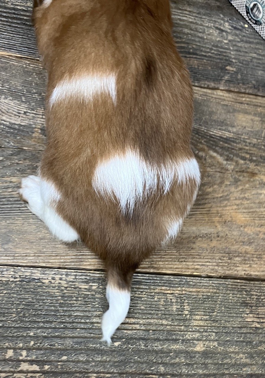 Piebald Red Classic Miniature Dachshund Breeder California Puppy