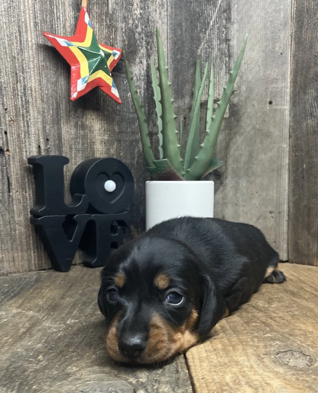 Miniature Dachshund Doxie Puppy Classic Black and Tan Nor Cal Good Dog Puppies