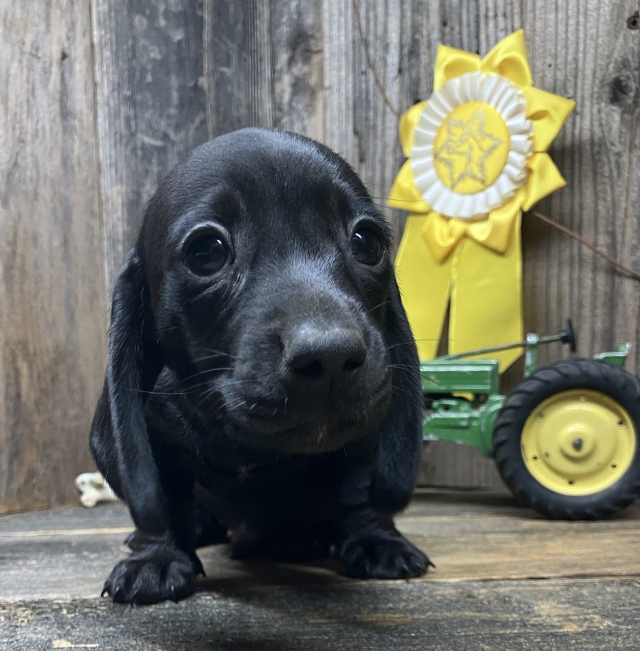 corndogdjango071324a.jpg