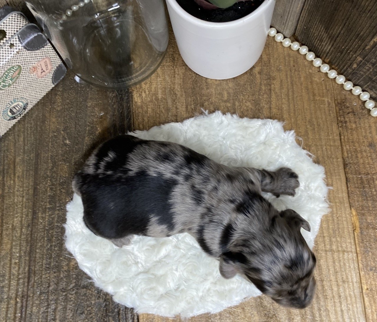 lilyoliver011424a.jpg