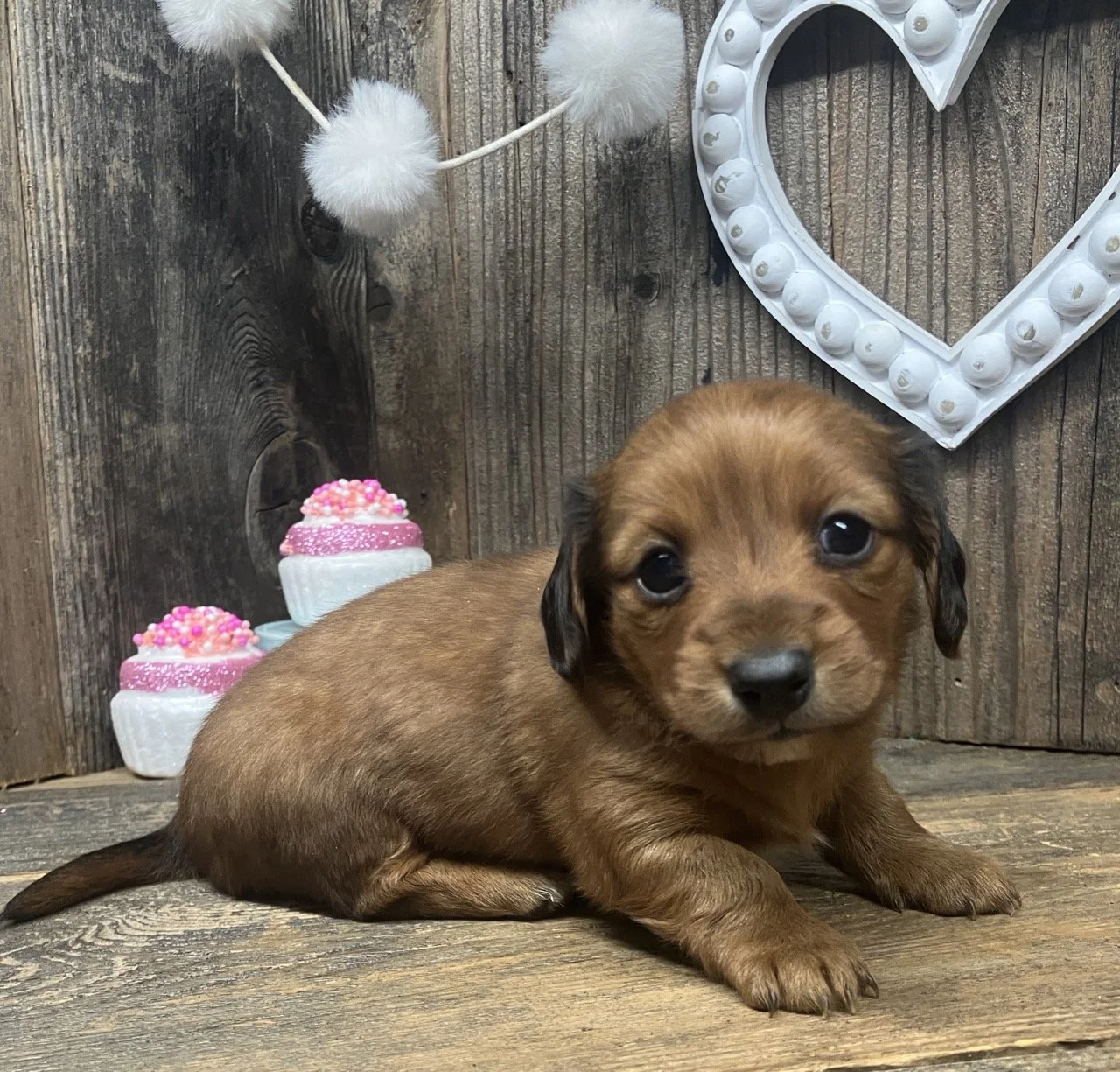 Long Hair Puppies Puppy Mini Dachshunds