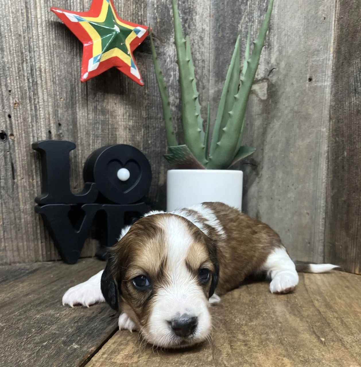 Long Coat Hair Miniature Dachshund Puppies Breeder Puppy California