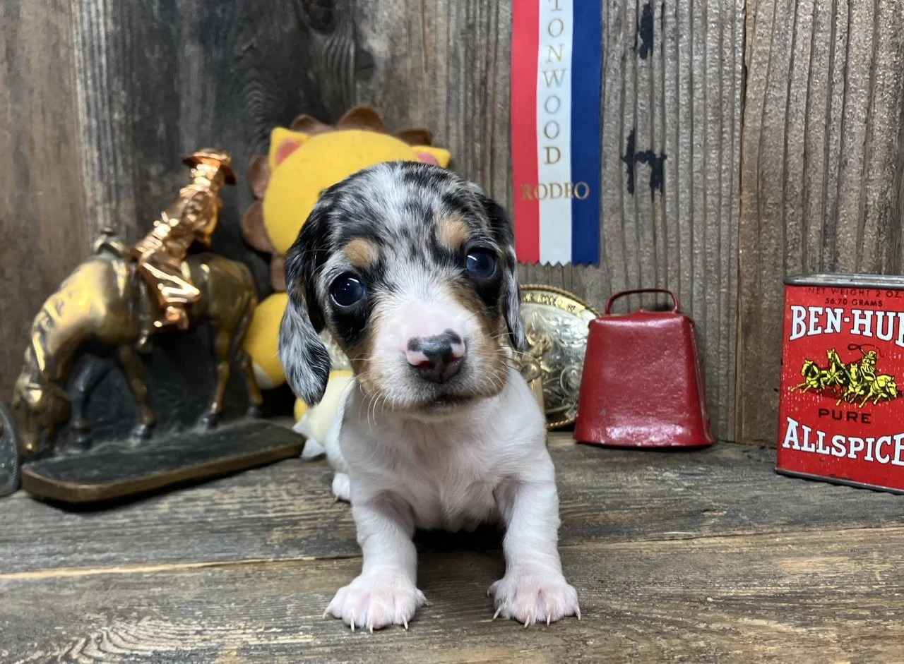 Silver Dapple Mini Dachshund in No. Cal.