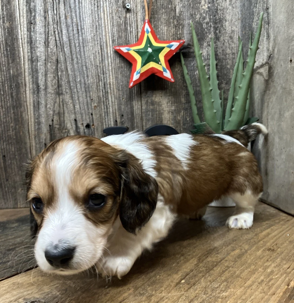 Long Hair Miniature Dachshund Doxie Breeder California San Fransisco 
