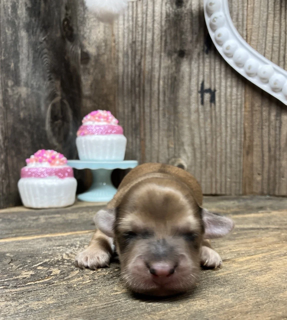 Shaded Cream Dapple Miniature Dachshund Puppies