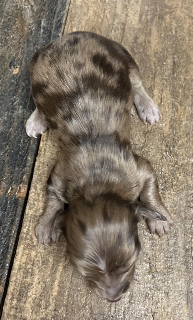 Northern California Dachshund Puppies Dapple 