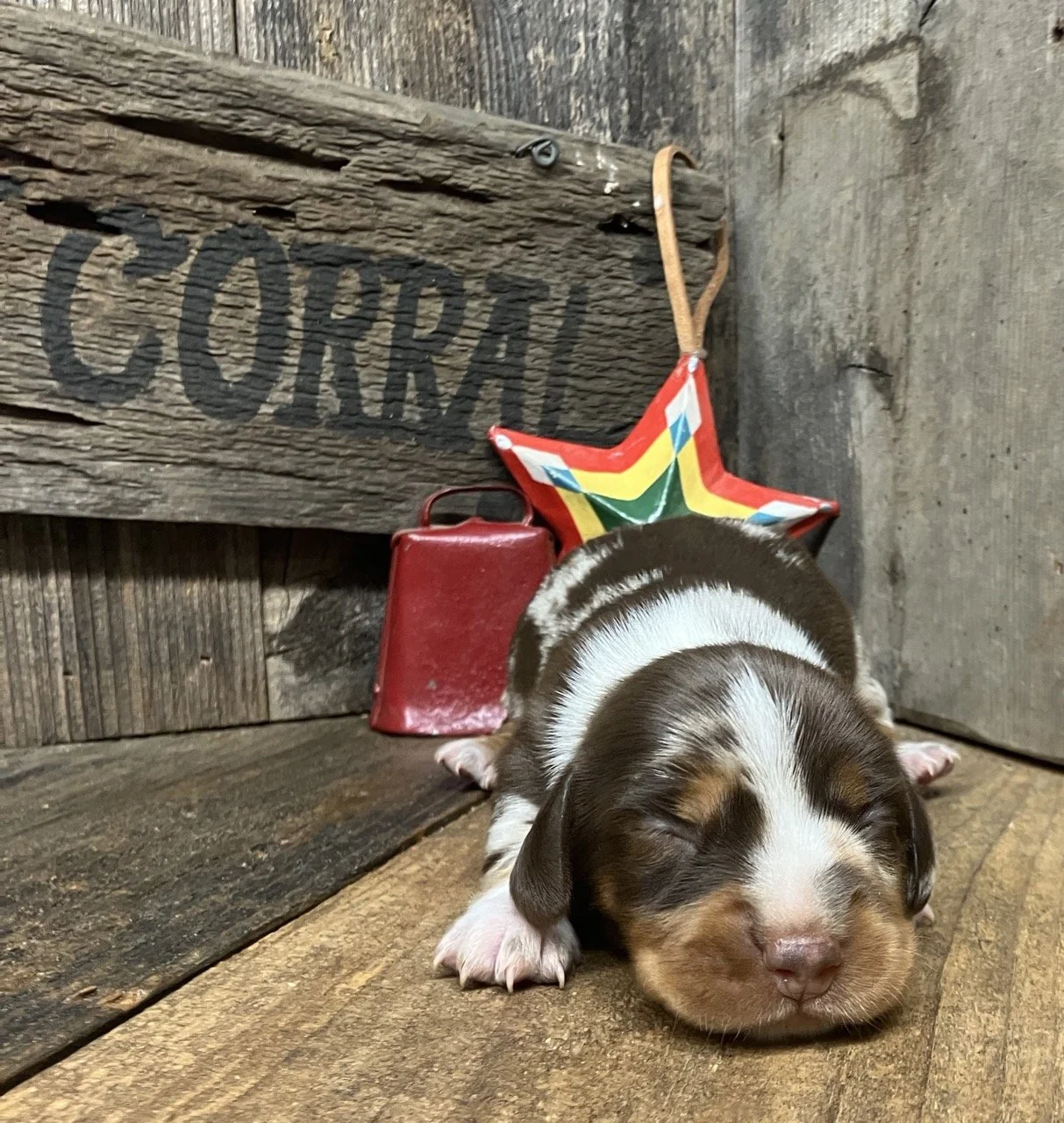 Chocolate and Tan Dapple Dachshund Puppy
