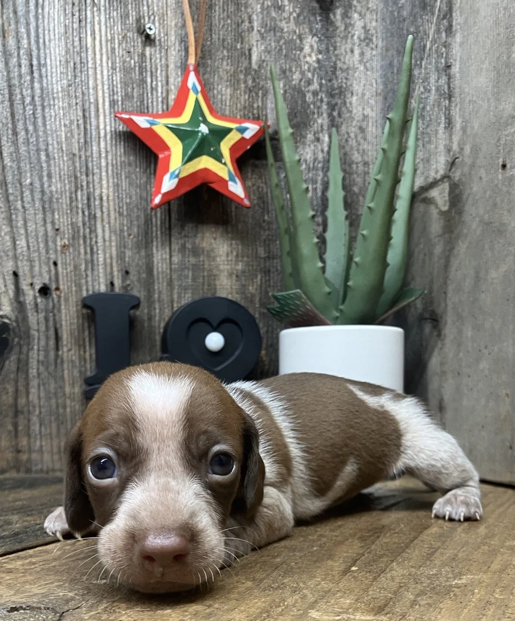 Chocolate Mini Miniature Dachshund Puppy Piebald Heavy Ticking Spots Dapple