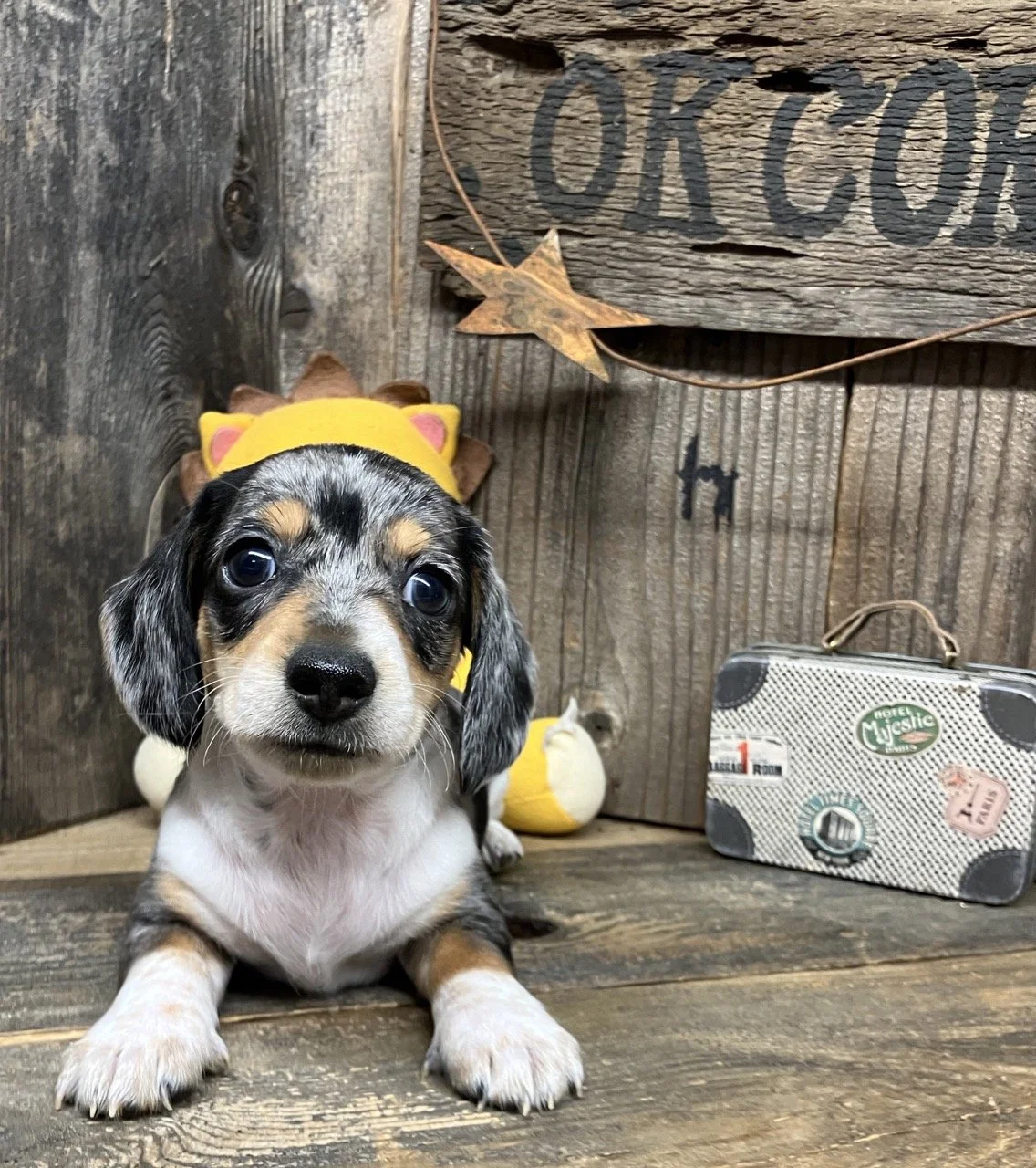Silver Dapple Miniature Dachshund Puppy Dog Breeder Northern California