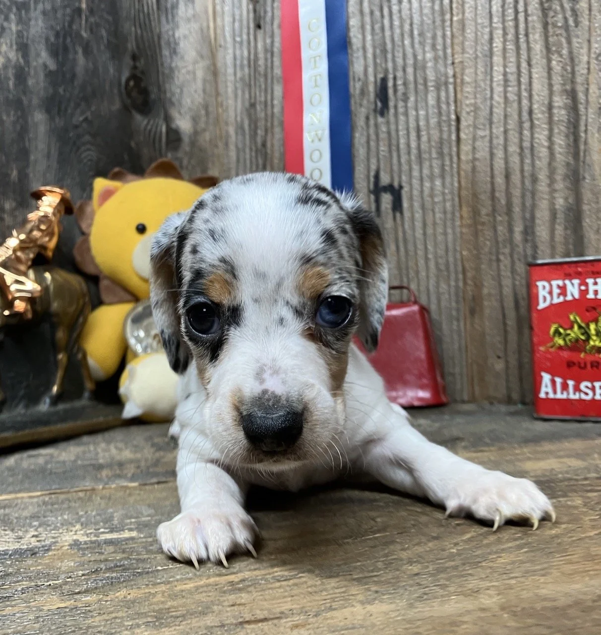 Silver Dapple with Blue Eye Miniature Dachshund California