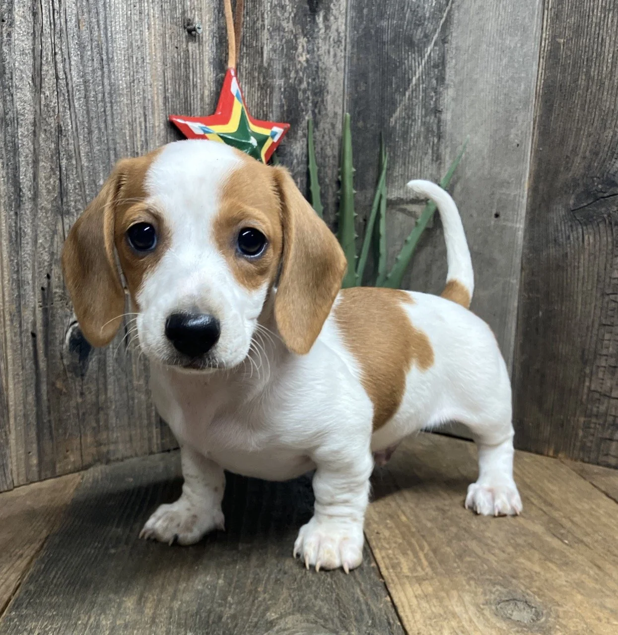 Miniature dachshund breeder Reno Sacramento San Fransisco Marin 