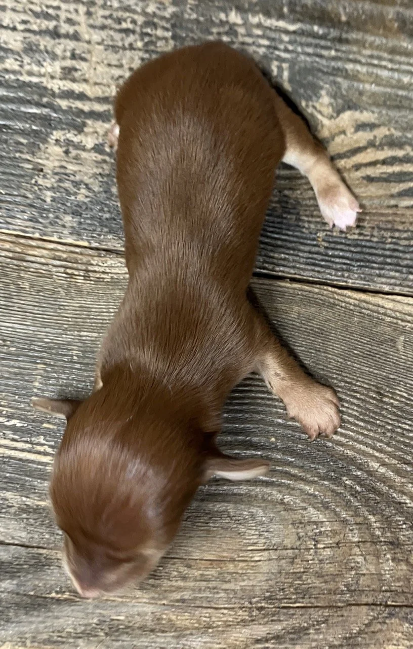 Classic Mini Dachshunds Puppy Red