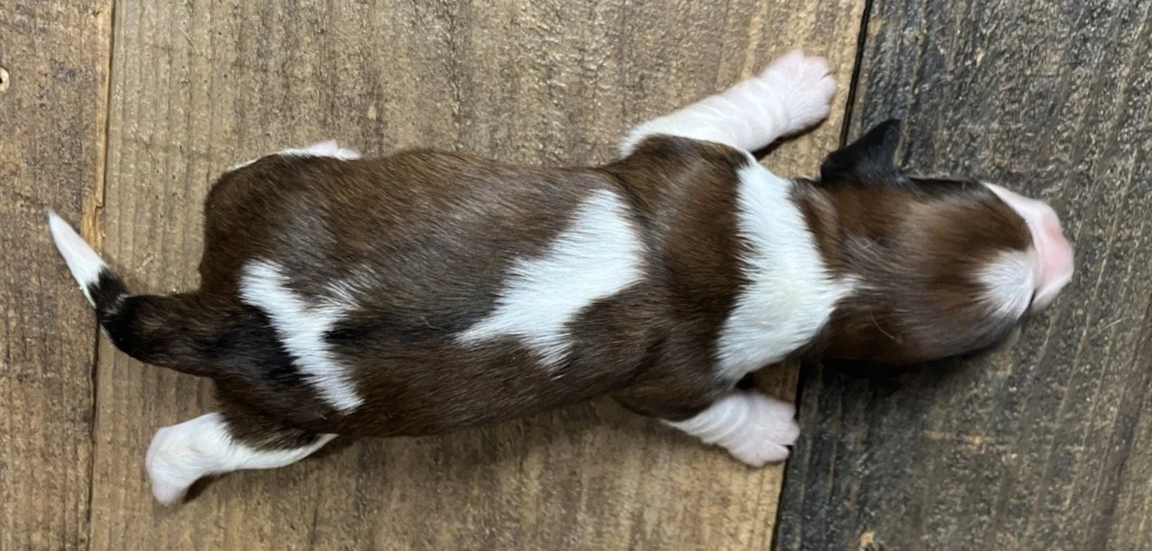 Dachshund Puppies For Sale in Northern California
