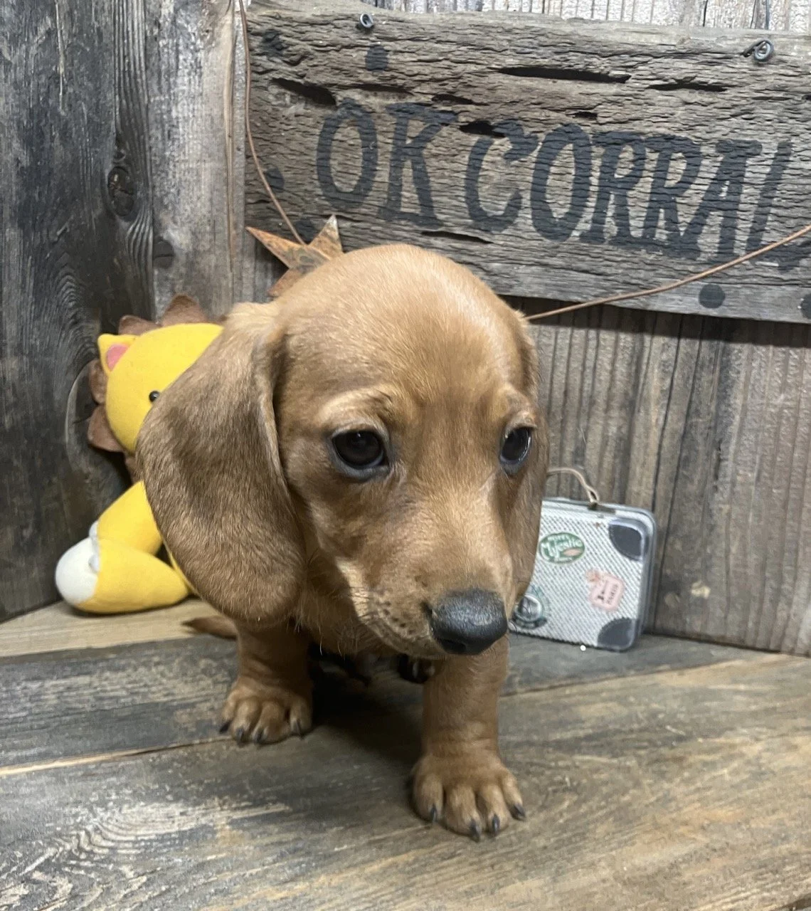 Smooth Coat Classic Wiener Dog for Sale California