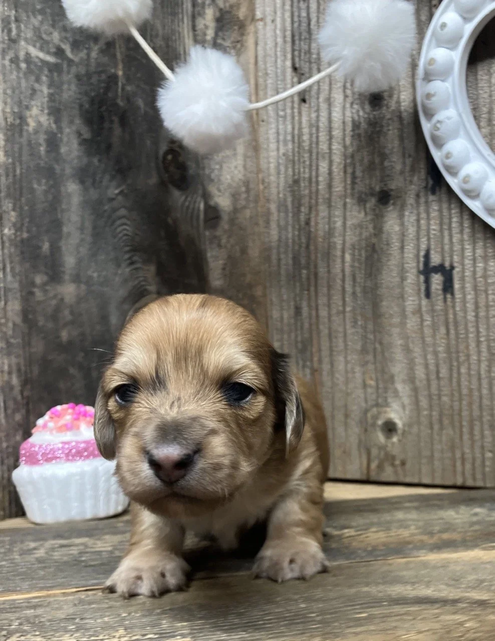 Cream Long Hair Dapple Mini dachshund puppy in California
