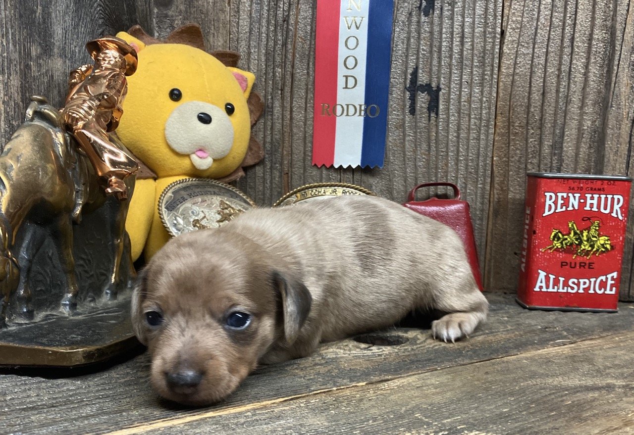 Dilute Dapple Dachshund