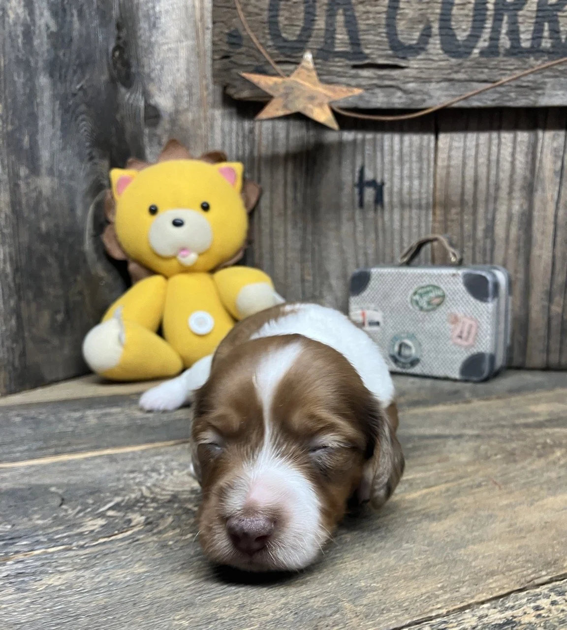 Piebald Mini Dachshund Puppies Spotted Merle 